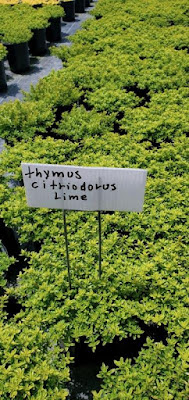 Lime Thyme