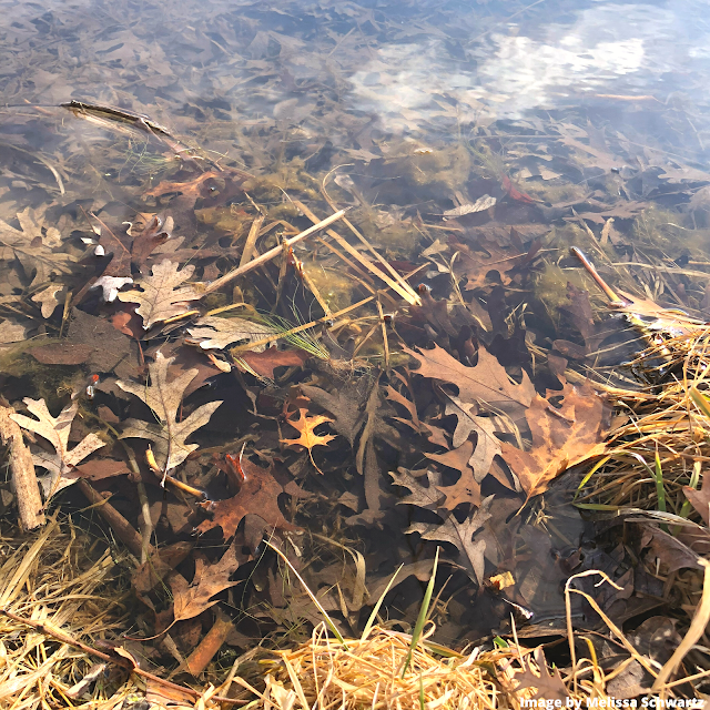 Nature painted a picture with submerged leaves in a spring fed lake at Fel-Pro RRR in Cary, IL.