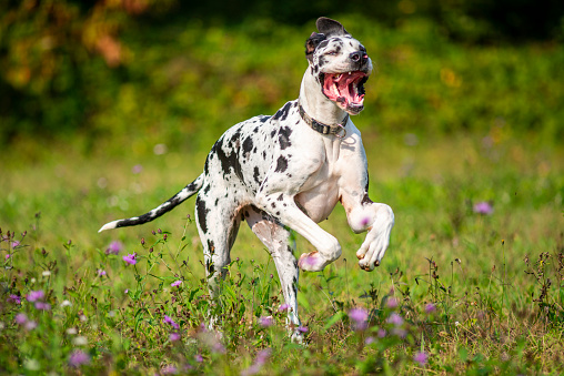 Great Dane price: Grooming, Training and All Caring tips with facts