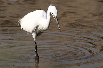 Little Egret