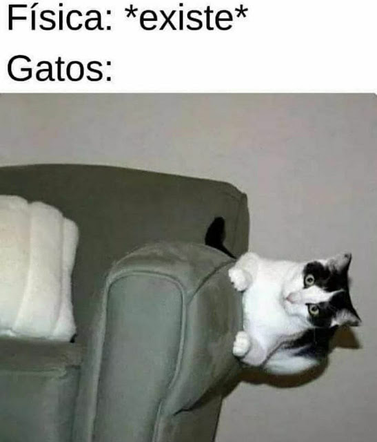 70 memes para quem ama gatos