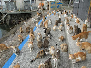 La increíble isla donde los gatos superan en número a los humanos 6 a 1