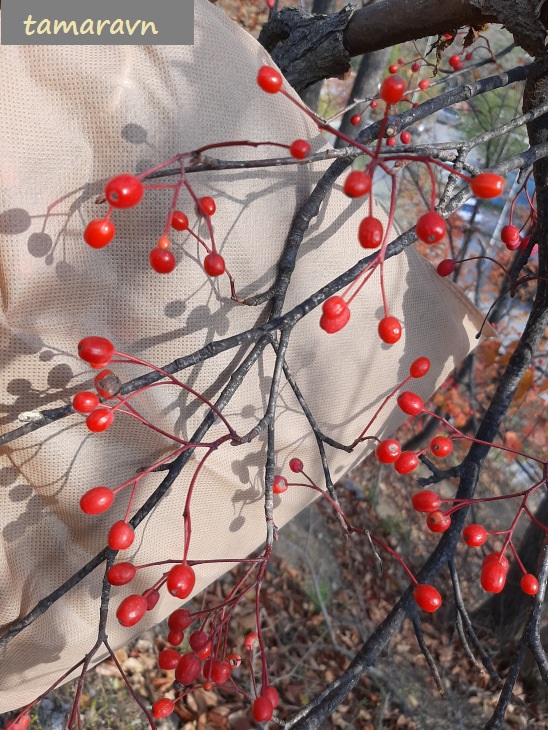 Мелкоплодник ольхолистный / Рябина ольхолистная (Micromeles alnifolia, =Sorbus alnifolia)