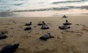 From the shore. Baby turtles.