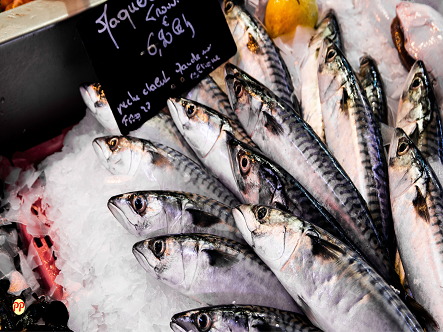Update Harga Ikan Tenggiri per 1 Kg (Utuh, Segar, Fillet, Giling) di Pasaran