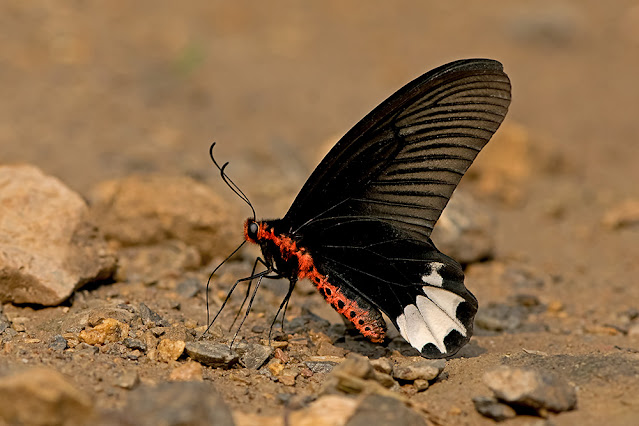 Atrophaneura zaleucus