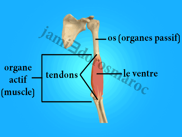 le système musculaire 3ème année collège