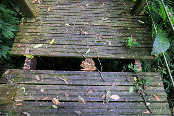 嘉義梅山仙人堀步道秘境，杉林木棧道輕鬆散步聽蟲鳴鳥叫水流聲