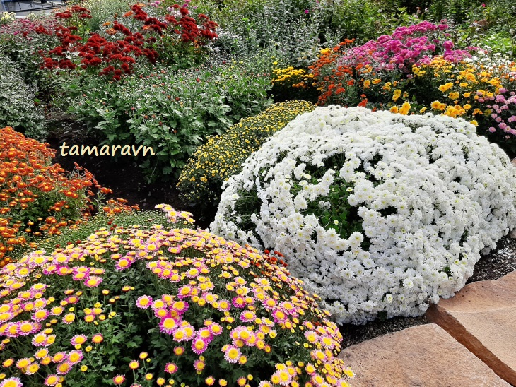 Хризантемы (Chrysanthemum)