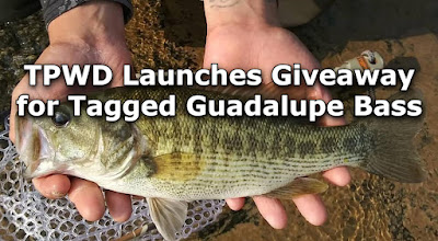 Texas Parks and Wildlife Guadalupe Bass, Tagged Guadalupe Bass, Guadalupe Bass Contest, All Water Guides, Texas River School, Lower Colorado River