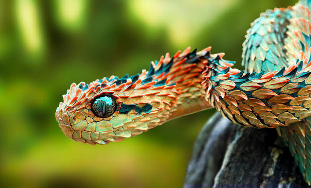One out of the most beautiful snakes in the world is Atheris Hispidia (African Hairy Bush Viper).