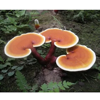 Ganoderma Mushroom Supplier in Estonia