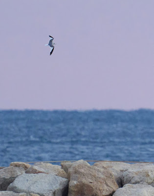 Gavineta cuaforcada (Xema sabini) a Cambrils