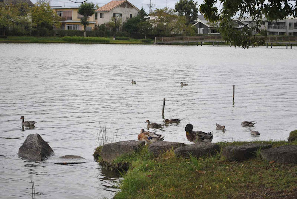 大塚池公園