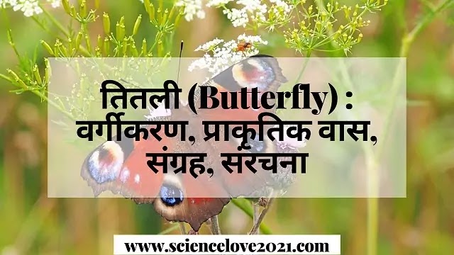 तितली (Butterfly) : वर्गीकरण, प्राकृतिक वास, संरचना, लक्षण|hindi