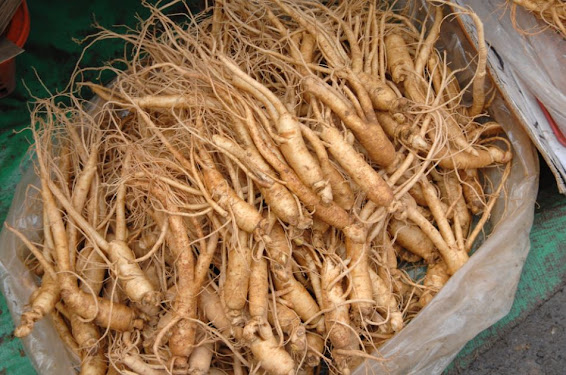 28 new benefits of herbal roots