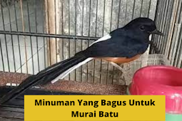 Minuman Yang Bagus Untuk Murai Batu