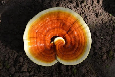 Ganoderma Mushroom Supplier in Namibia