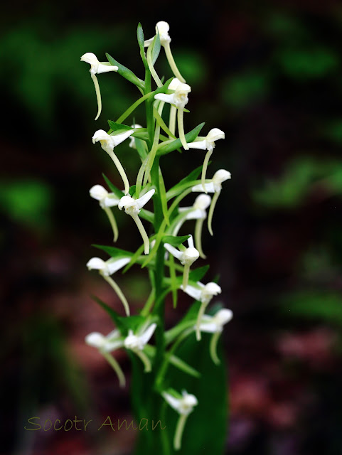 Platanthera japonica