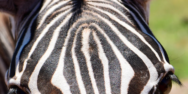 Why do zebras have black and white stripes?