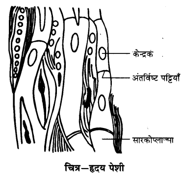 Solutions Class 9 विज्ञान Chapter-6 (ऊतक)