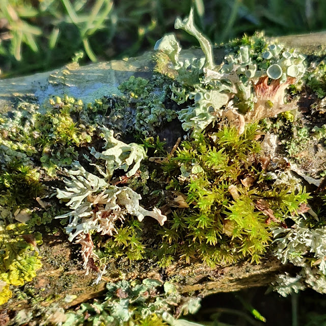 Lichen