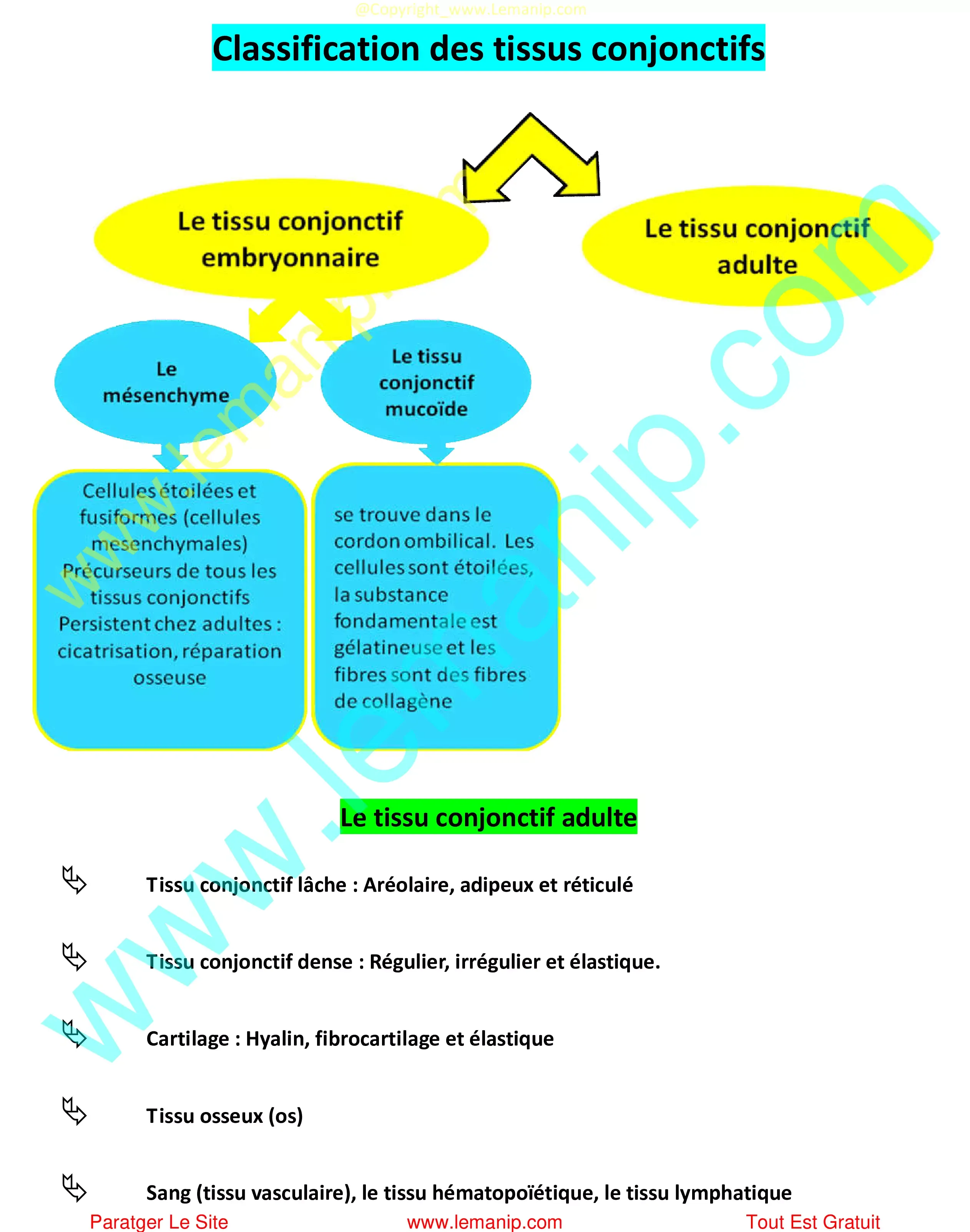 Classification des tissus conjonctifs