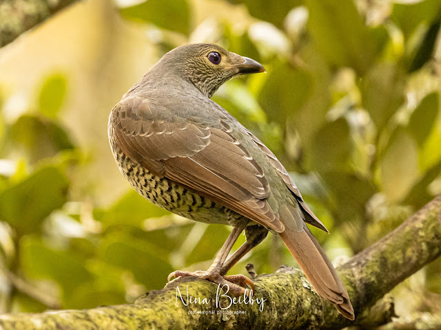 female satin bowerbird looking to the right