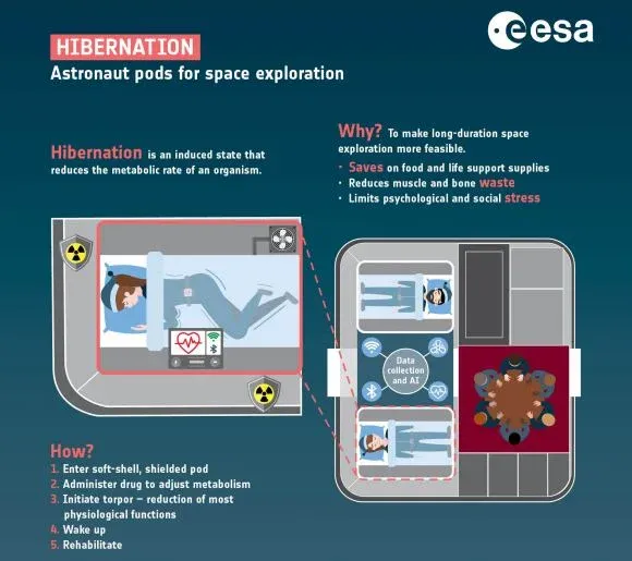 Infografía sobre la hibernación. Crédito: ESA
