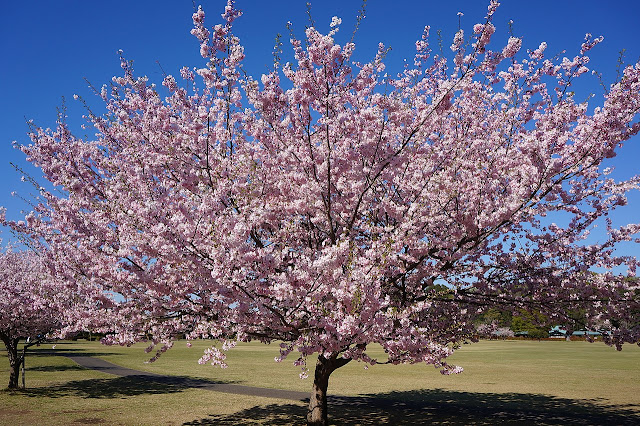 Prunus 'Omoigawa'