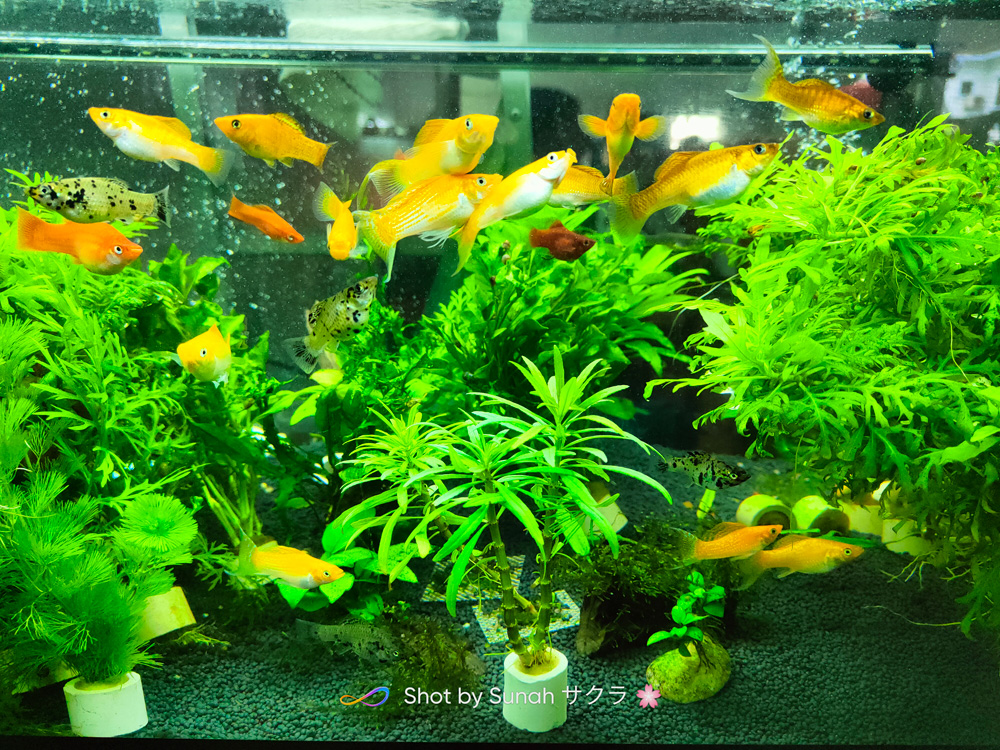 Molly Fish J.Barry Aquascape Johor Bahru