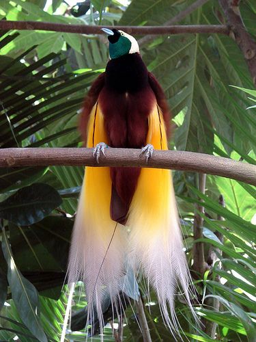 Greater bird of paradise is also part of the most beautiful birds in the world.