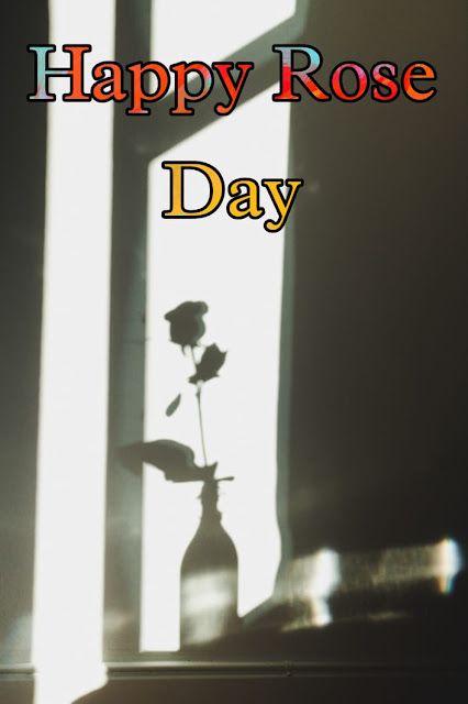 Rose Day Images