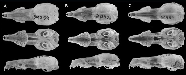 La più grande scoperta di nuovi mammiferi in 90 anni è stata appena rivelata