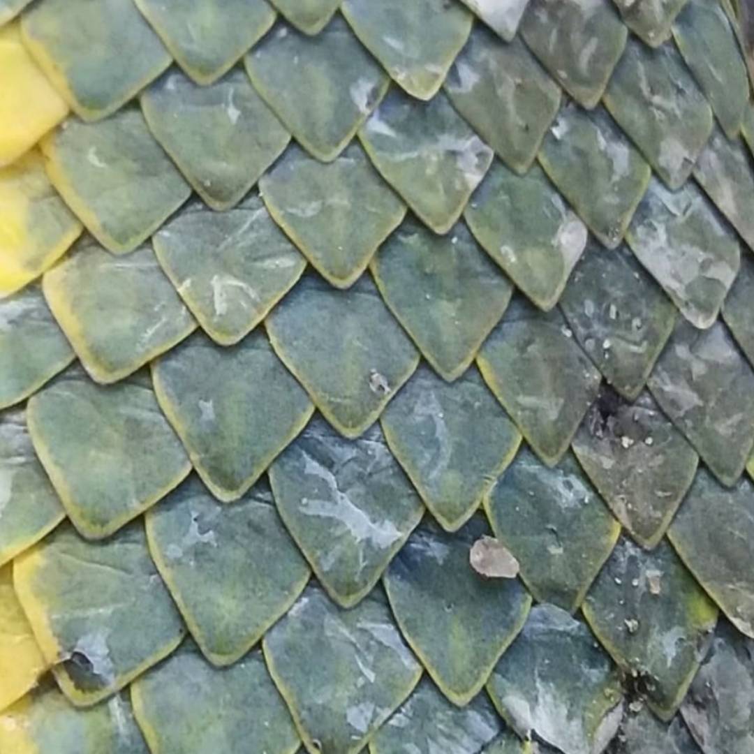 Bamboo pit viper (Craspedocephalus gramineus), Indian Bamboo pit viper (Craspedocephalus gramineus), Venomous Snake, Viperidae, Snakebite, Bamboo pit viper (Craspedocephalus gramineus) Species, Geographic Range of Bamboo pit viper (Craspedocephalus gramineus), Venom of Bamboo pit viper (Craspedocephalus gramineus), Snake Behavior of Bamboo pit viper (Craspedocephalus gramineus), Snake Habitat of Bamboo pit viper (Craspedocephalus gramineus), Snakebite Treatment of Bamboo pit viper (Craspedocephalus gramineus), Bamboo pit viper (Craspedocephalus gramineus) Conservation, Antivenom of Bamboo pit viper (Craspedocephalus gramineus), Snake Venom Proteins of Bamboo pit viper (Craspedocephalus gramineus), Snake Characteristics of Bamboo pit viper (Craspedocephalus gramineus), Bamboo pit viper (Craspedocephalus gramineus) Hood, Snake Species, Snakebite Symptoms of Bamboo pit viper (Craspedocephalus gramineus), Wildlife of South Asia