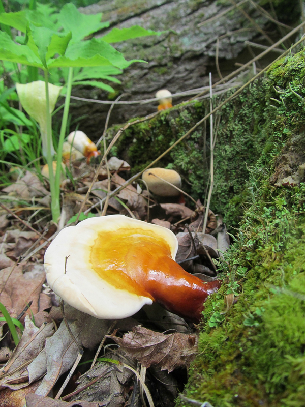 Ganoderma mushroom cultivation in India | Mushroom farming | Biobritte mushroom company