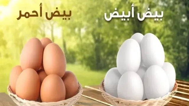 سعر البيض اليوم البنا