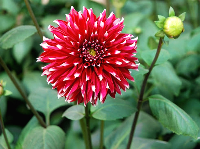 Dahlia Flower Images - 450+ Flower Images Download Best of 2023 - fuller chobi - neotericit.com
