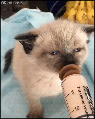 Cute Kiten GIF • Tiny kitty drinking milk from her syringe doing  funny ear wiggles [ok-cats.com]