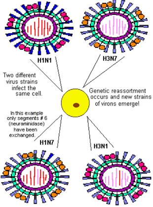 Evolution of new influenza virus strains