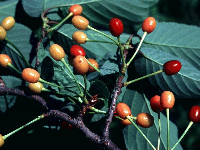 Вишня сахалинская / Вишня Саржента (Cerasus sachalinensis, =Cerasus sargentii)