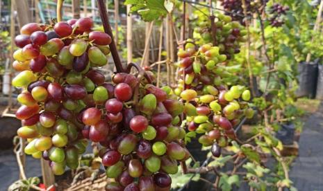 Jual Bibit Anggur import Bekasi