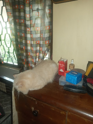 After over a year Matata sits on the bedroom drawer which was a favourite locale of Late "Matahari".