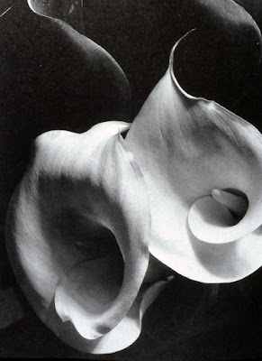 Two Callas