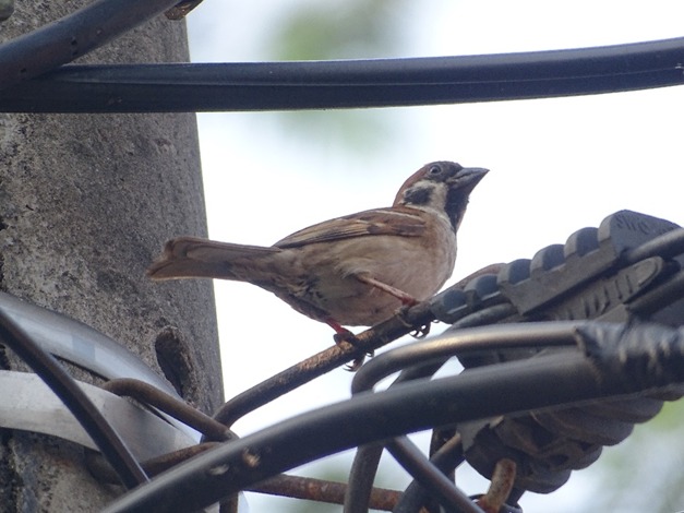 Mengapa Burung Gereja Ada Dimana-mana?