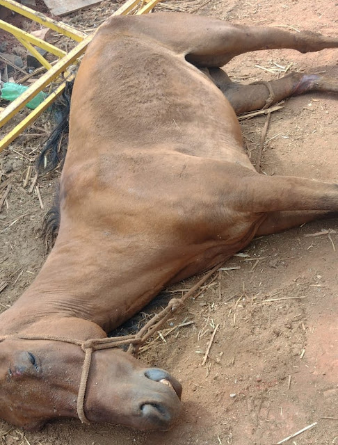 Homem é preso suspeito de maus-tratos a animais em Jarinu