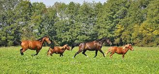 Horseland.space