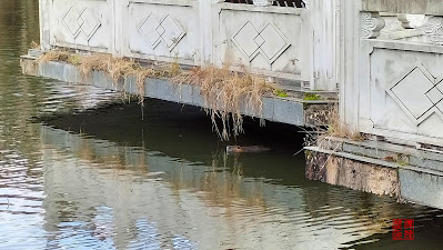 緑ヶ丘公園のヌートリア