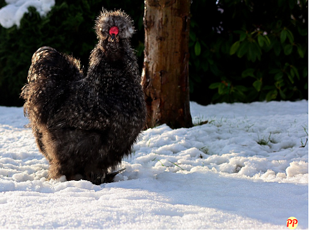 Update Harga Ayam Kapas per Ekor dan Pasang (Anakan, Dewasa, DOC)