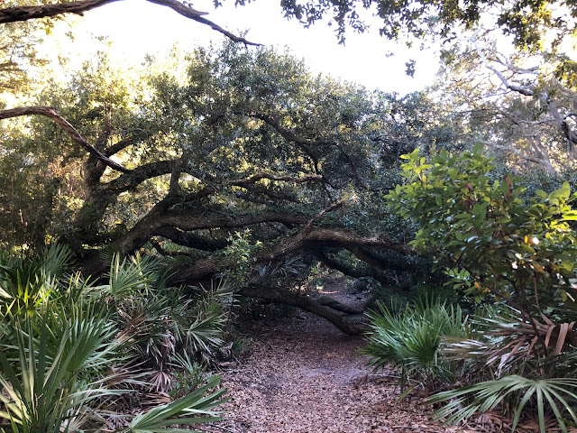 downed tree across a trail